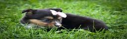 Mixed Breed dogs for sale: Goldie Mae🎀 - Ad 15