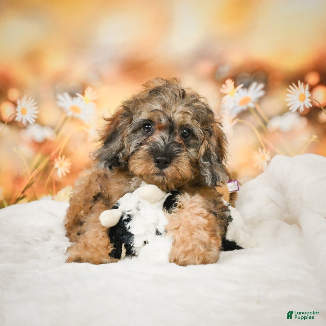 Cockapoo dogs for sale: Carly - Ad 7