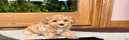 Havapoo dogs for sale: Havapoo Puppy 1 - Ad 3