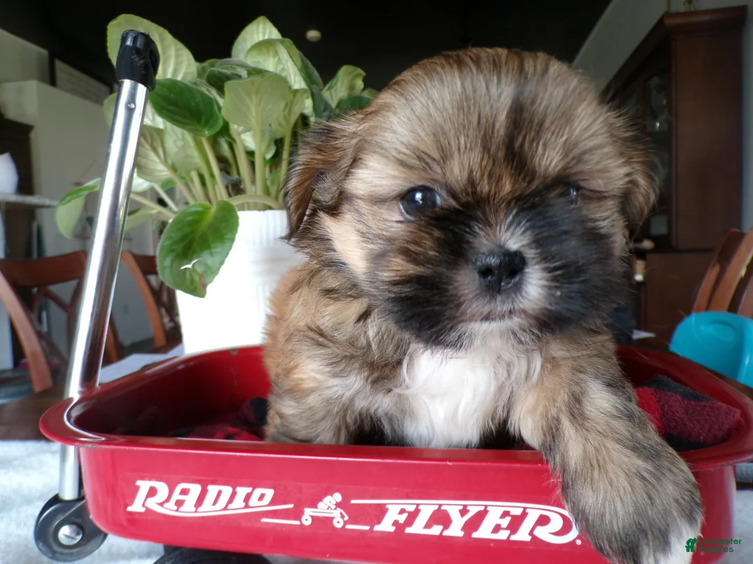 Shih Tzu dogs for sale: Oden - Ad 1