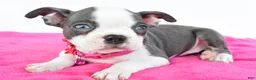 Boston Terrier dogs for sale: Sophie - Ad 5