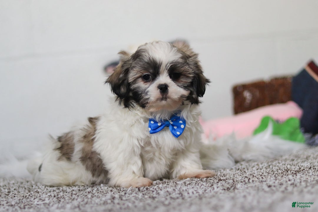 Shih Tzu dogs for sale: Clark - Ad 2