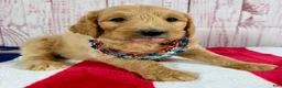 Goldendoodle dogs for sale: Sierra - Ad 3