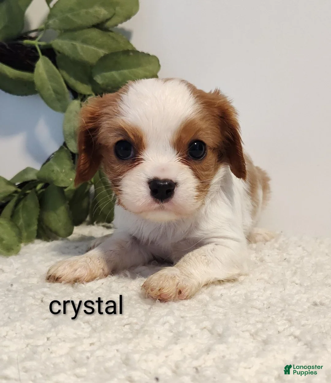Cavalier King Charles Spaniel dogs for sale: Crystal  - Ad 2