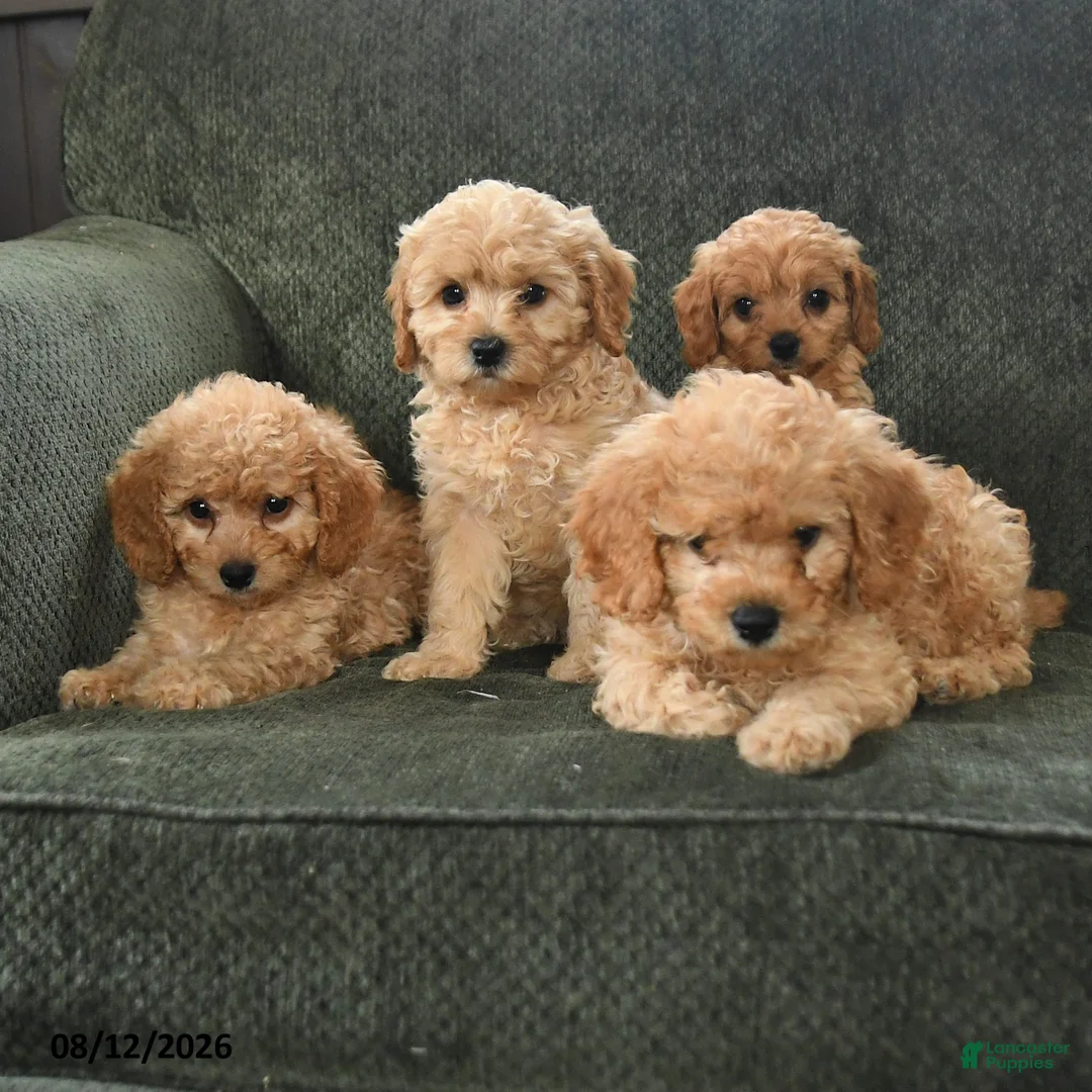 Cavapoo dogs for sale: Porter - Ad 5
