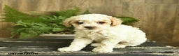 Miniature Poodle dogs for sale: Ninja  - Ad 5