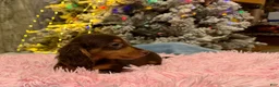 Miniature Dachshund dogs for sale: AKC Russian pra clear - Ad 88