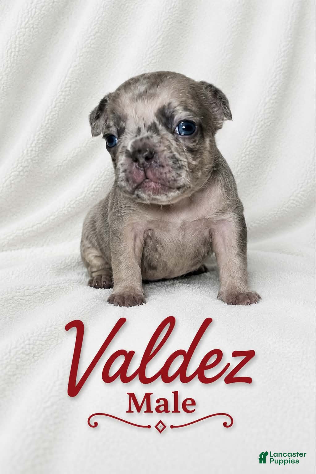 French Bulldog dogs for sale: Valdez  - Ad 4