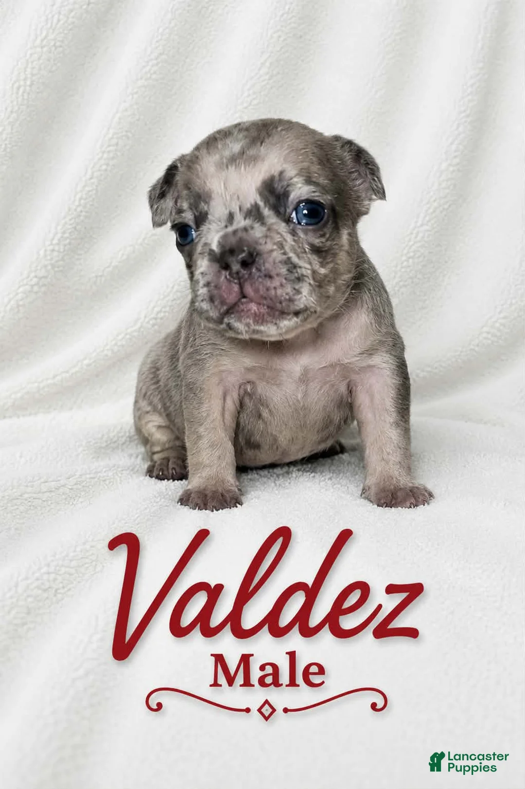 French Bulldog dogs for sale: Valdez  - Ad 1