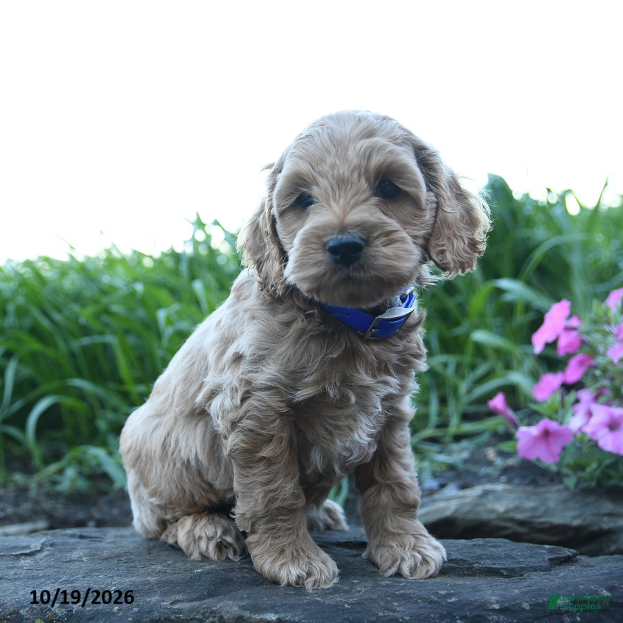 Cockapoo dogs Ollie - Ad 1