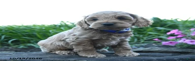 Ollie