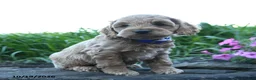 Cockapoo dogs for sale: Ollie - Ad 1
