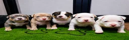 American Bully dogs for sale: ABKC Pocket Bully - Bongo  - Ad 16