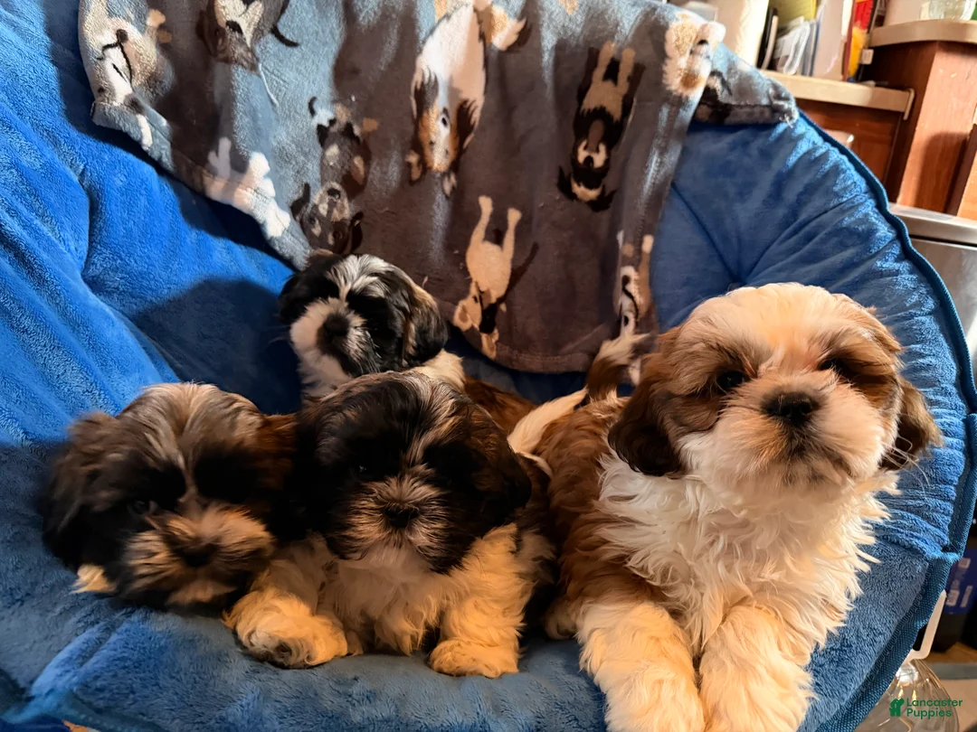 Shih Tzu dogs for sale: Dallas - Ad 3
