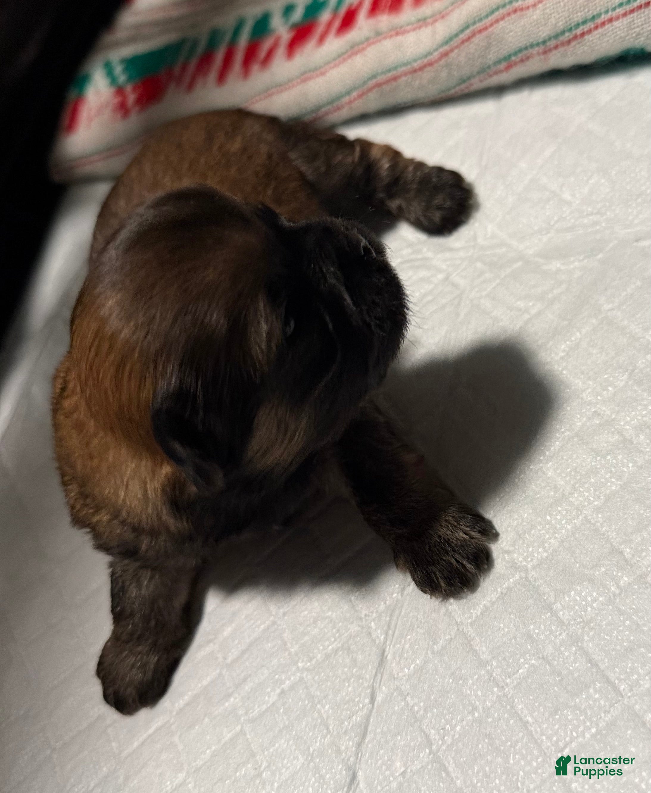 Shih Tzu dogs for sale: Tiana - Ad 3