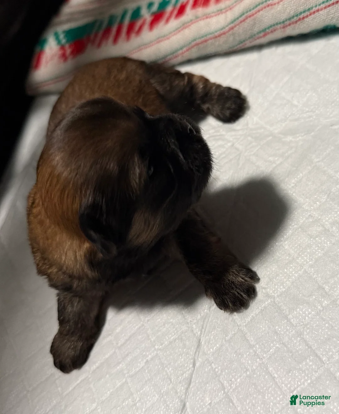 Shih Tzu dogs for sale: Tiana - Ad 1