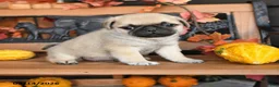 Pug dogs for sale: Blaze - Ad 3