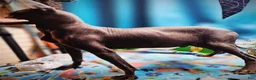 Xoloitzcuintle dogs for sale: Xoloitzcuintle Male Young adult Adolescent  - Ad 5