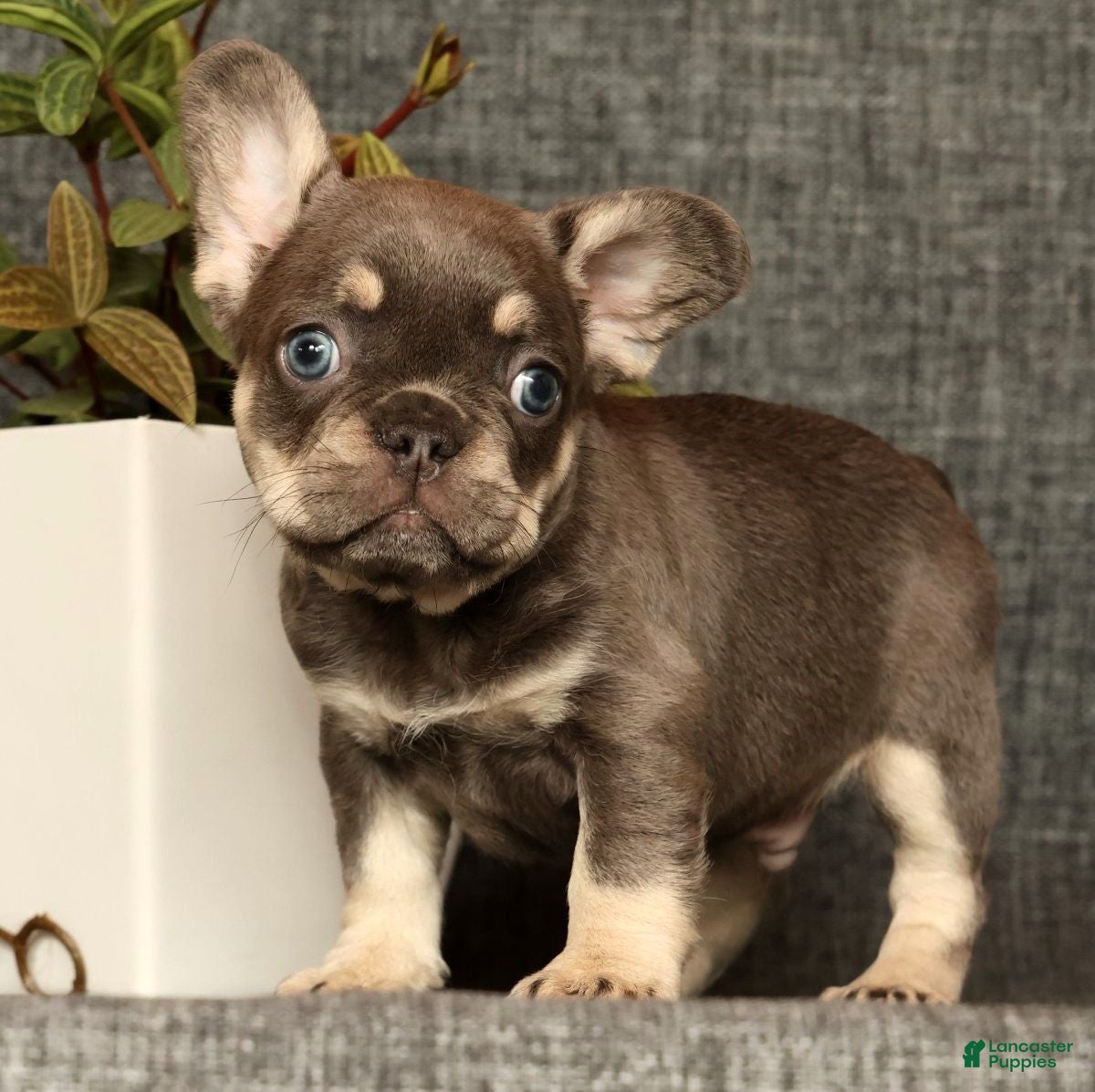 French Bulldog dogs for sale: Leo - Ad 24