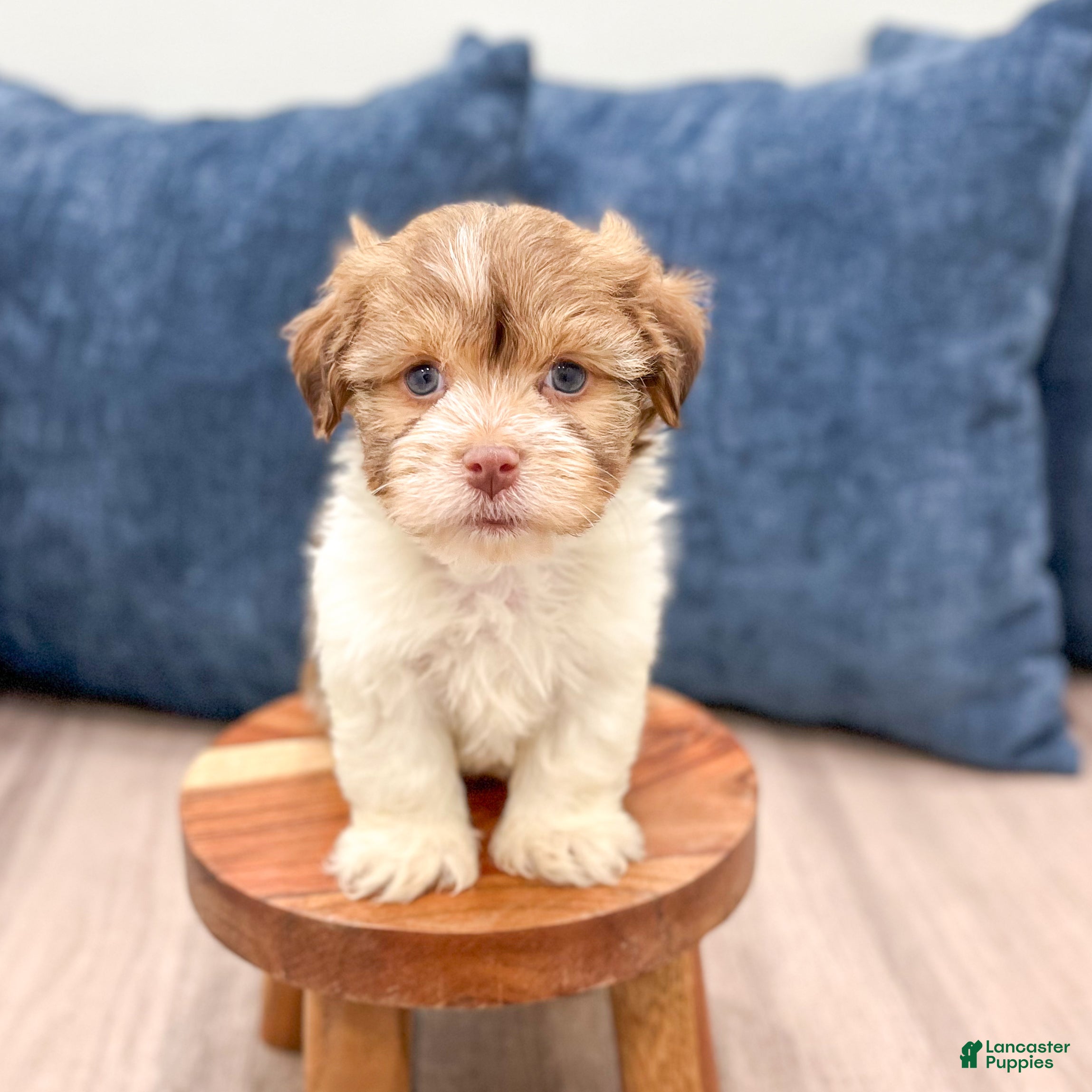 Havanese dogs Harry - Ad 2