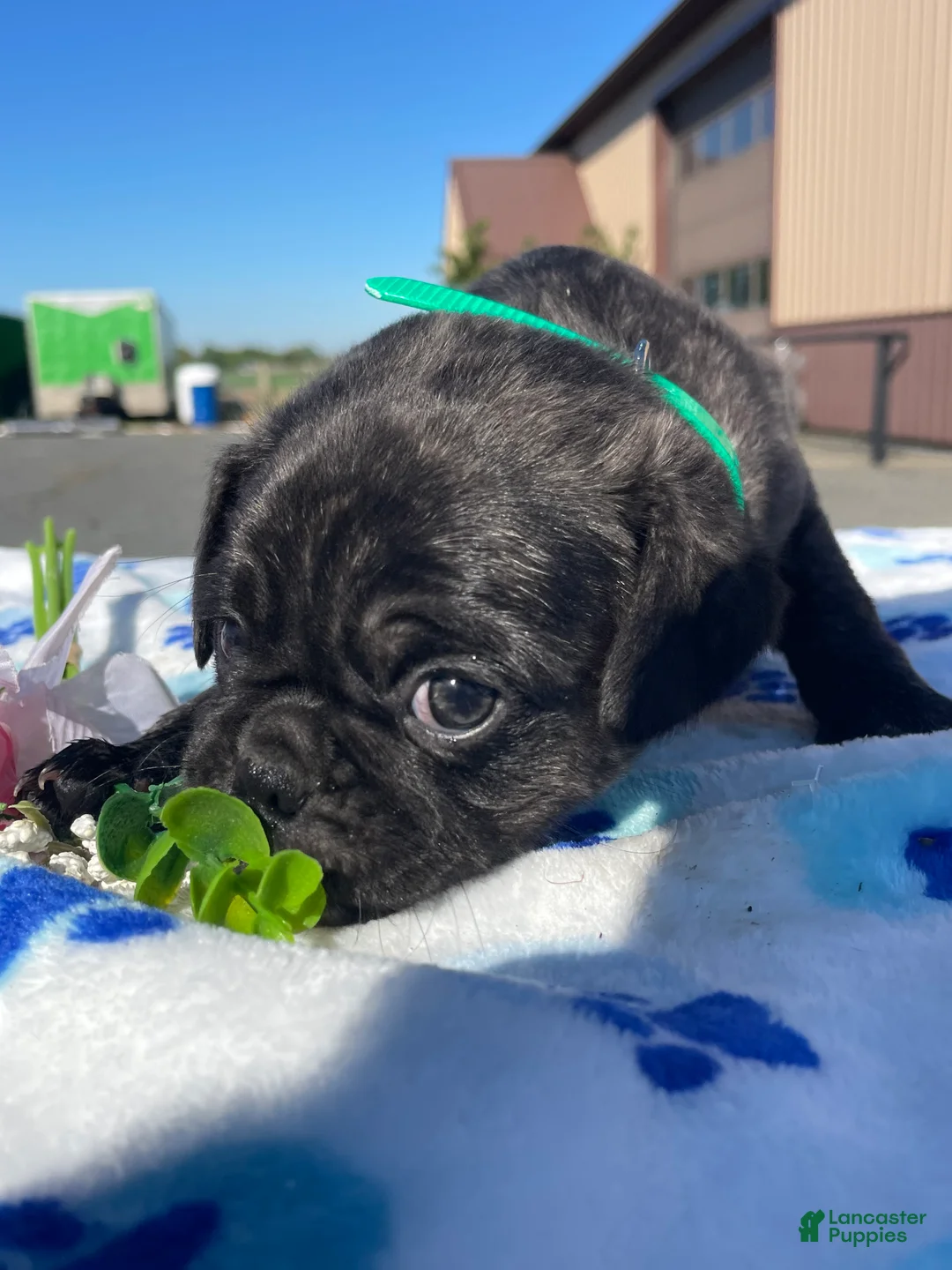 Pug dogs for sale: Pongo - Ad 2