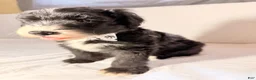 Sheepadoodle dogs for sale: Sheepadoodle Puppy 3 - Ad 11