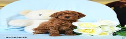 Toy Poodle dogs for sale: Wiggles - Ad 1