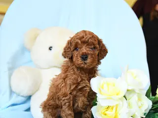 Toy Poodle dogs Wiggles - Ad 35