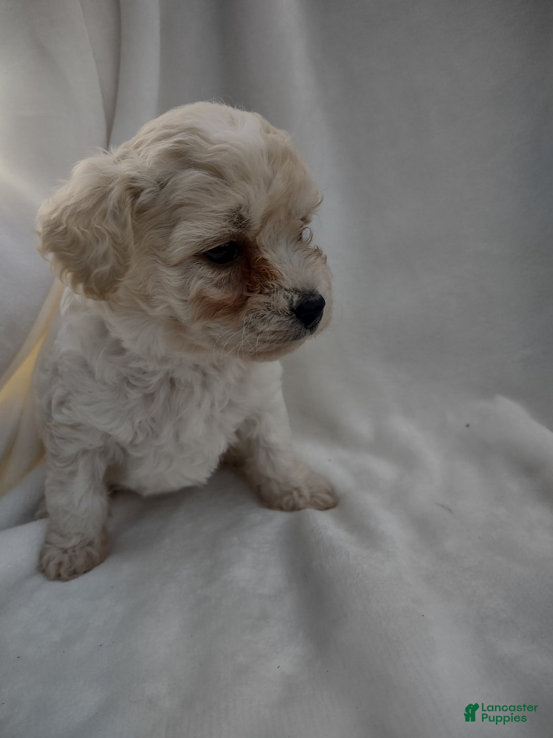 Chipoo dogs for sale: Janeen - Ad 1