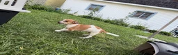 Jack Chi dogs for sale: Jack Chi 1 - Ad 5
