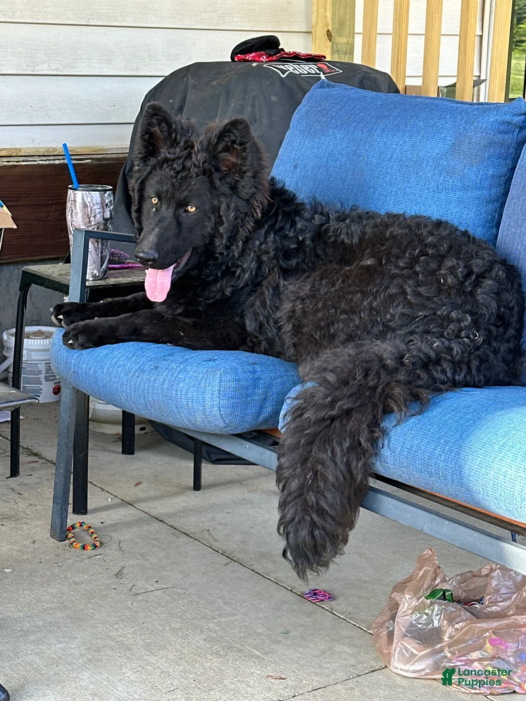 German Shepherd dogs for sale: German Shepherd 1 - Ad 1