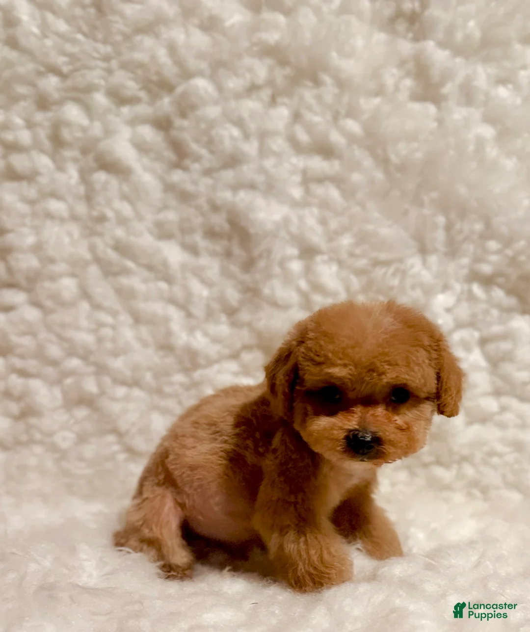 Toy Poodle dogs for sale: Baby bear teacup-toy - Ad 6