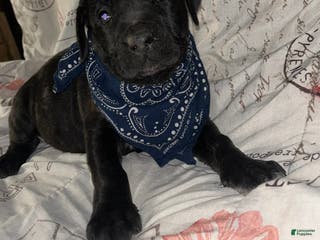 Cane Corso dogs Cane Corso Puppy 1 - Ad 40