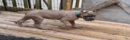 Cane Corso dogs for sale: Green - Ad 2