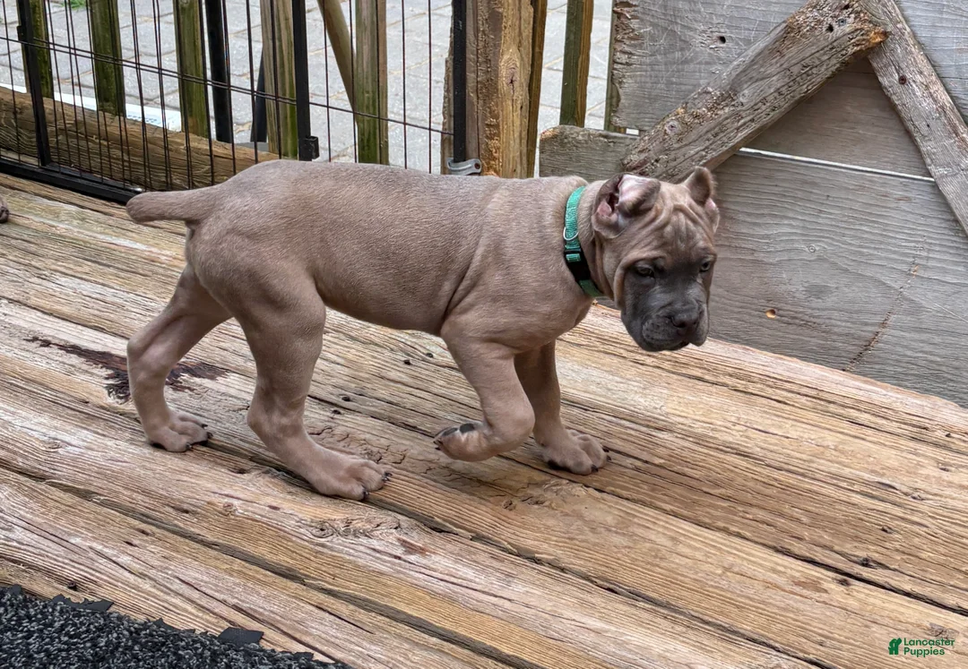 Cane Corso dogs for sale: Green - Ad 2