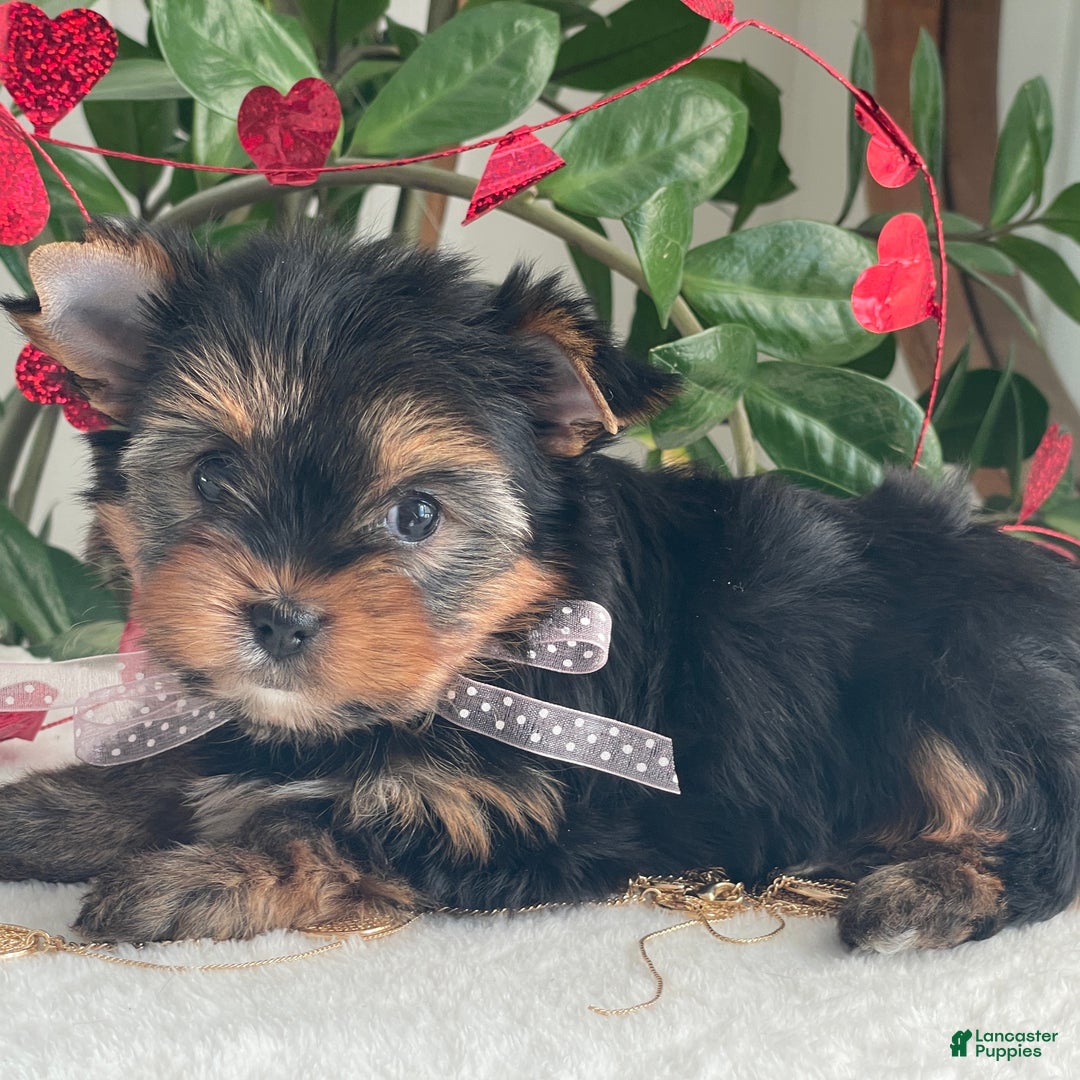 Yorkshire Terrier dogs for sale: Paisley - Ad 6