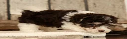 Havapoo dogs for sale: Brooklyn - Ad 5