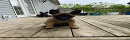 Mixed Breed dogs for sale: Mixed Breed Puppy 2 - Ad 5