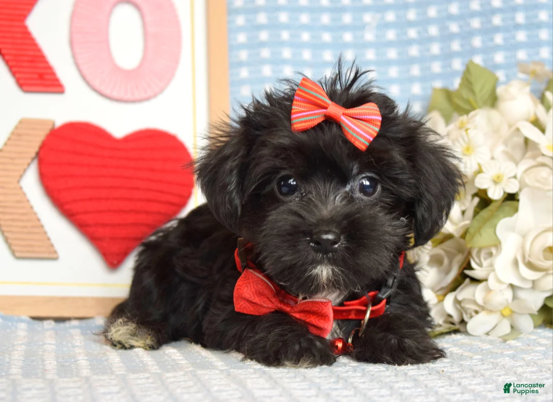 Yorkiepoo dogs for sale: Lexi - Ad 9