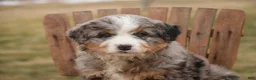 Bernedoodle dogs for sale: Paxton - Ad 3