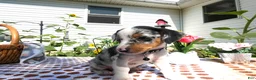 Jack Chi dogs for sale: Jack Chi 2 Calico - Ad 3