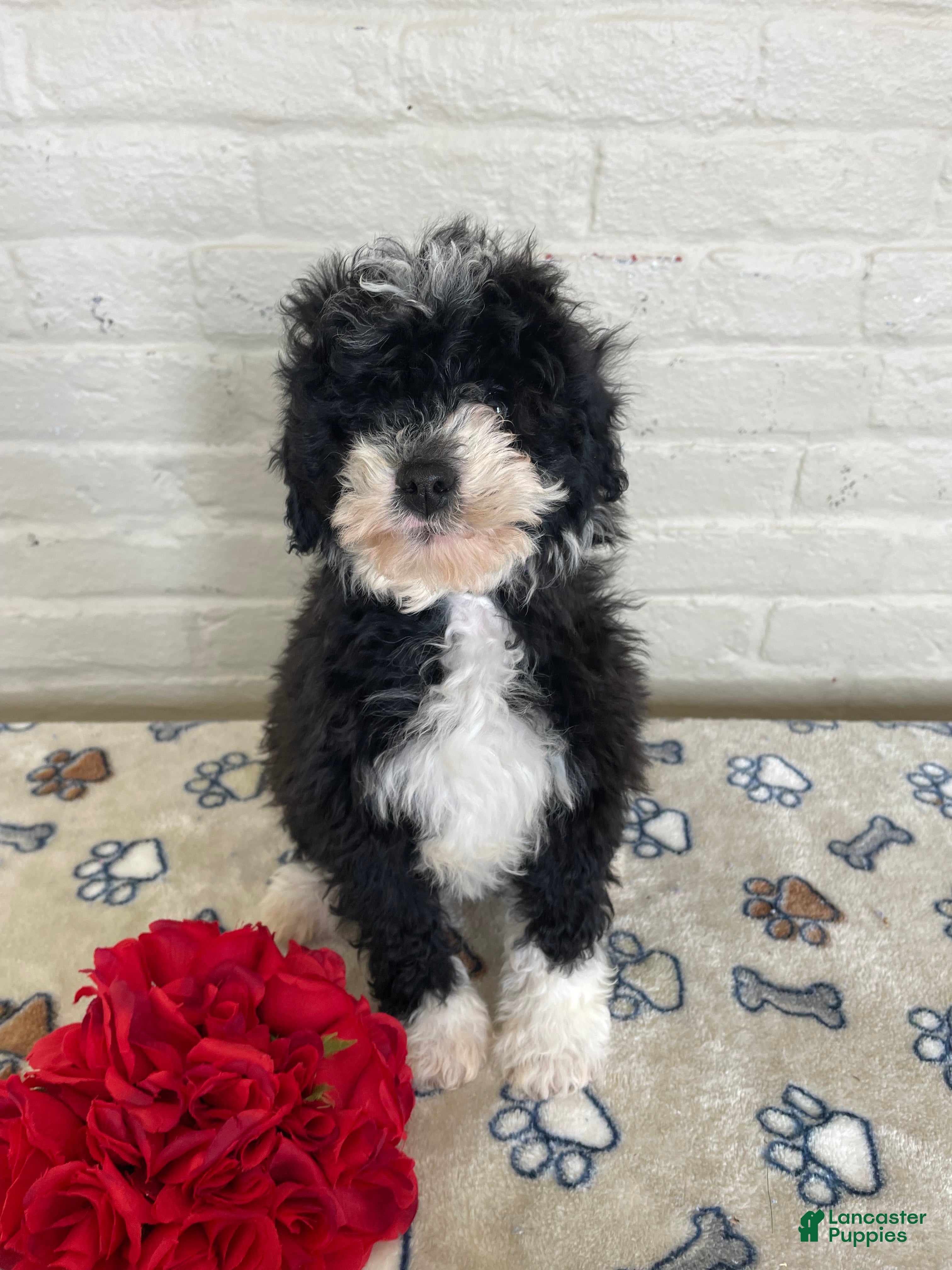 Mixed Breed dogs Sparkle - Ad 36