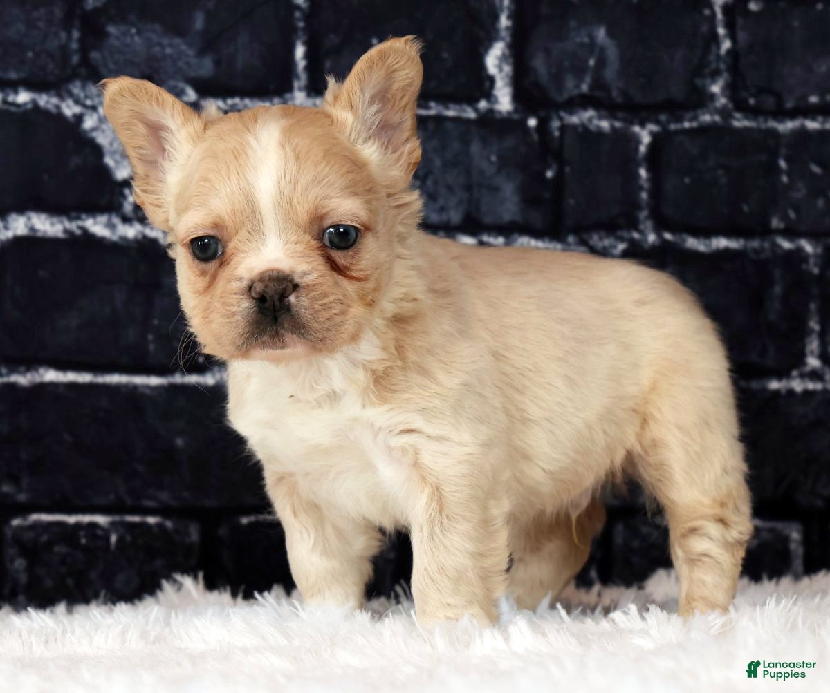 French Bulldog dogs Blaze - Ad 1