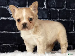 French Bulldog dogs for sale: Blaze - Ad 2