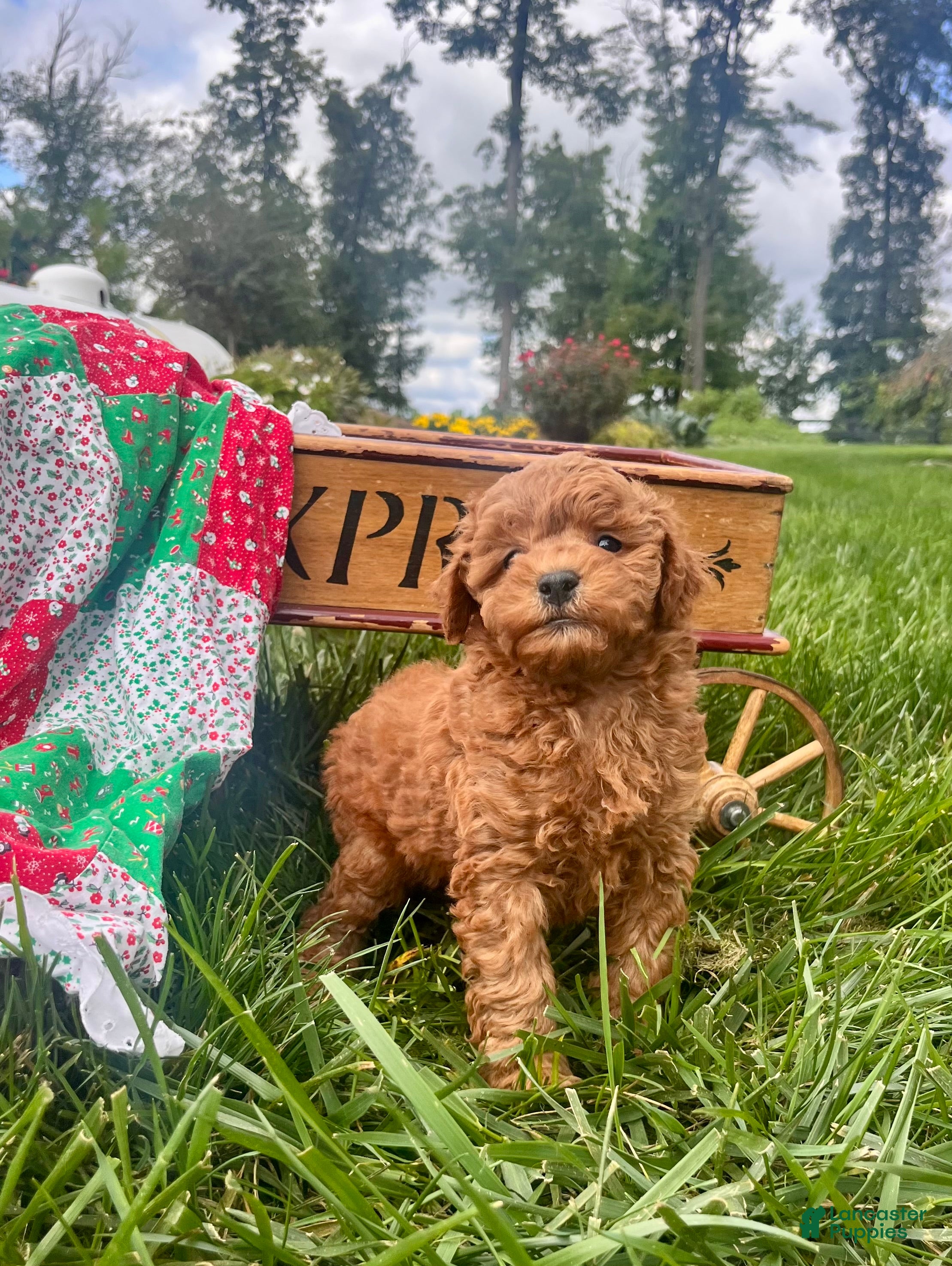 Miniature Poodle dogs Samson❤️ AKC genetic tested - Ad 1
