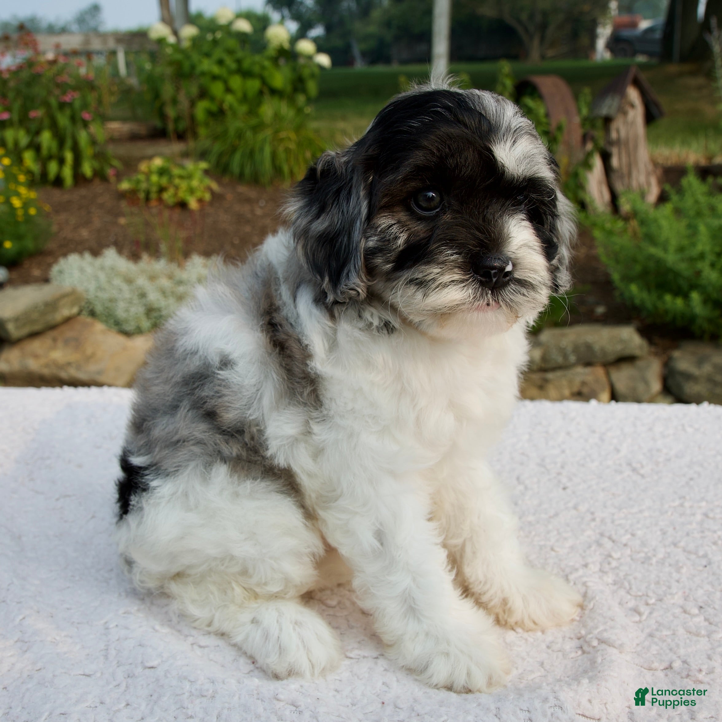 Cavapoo dogs Baron - Ad 1