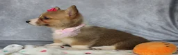 Welsh Corgi Pembroke dogs for sale: Lenny - Ad 3