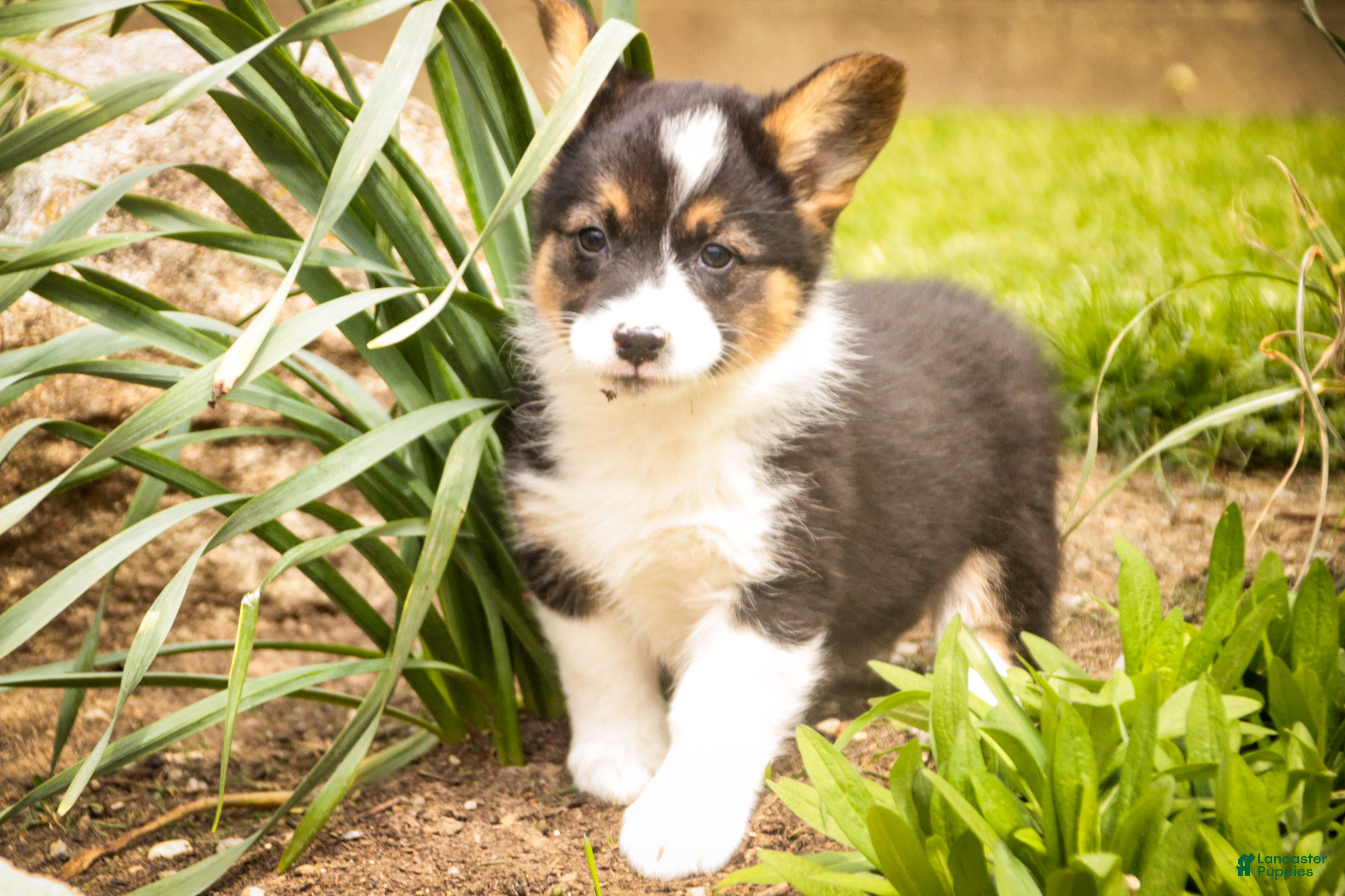 Welsh Corgi Pembroke dogs Genevieve - Ad 2