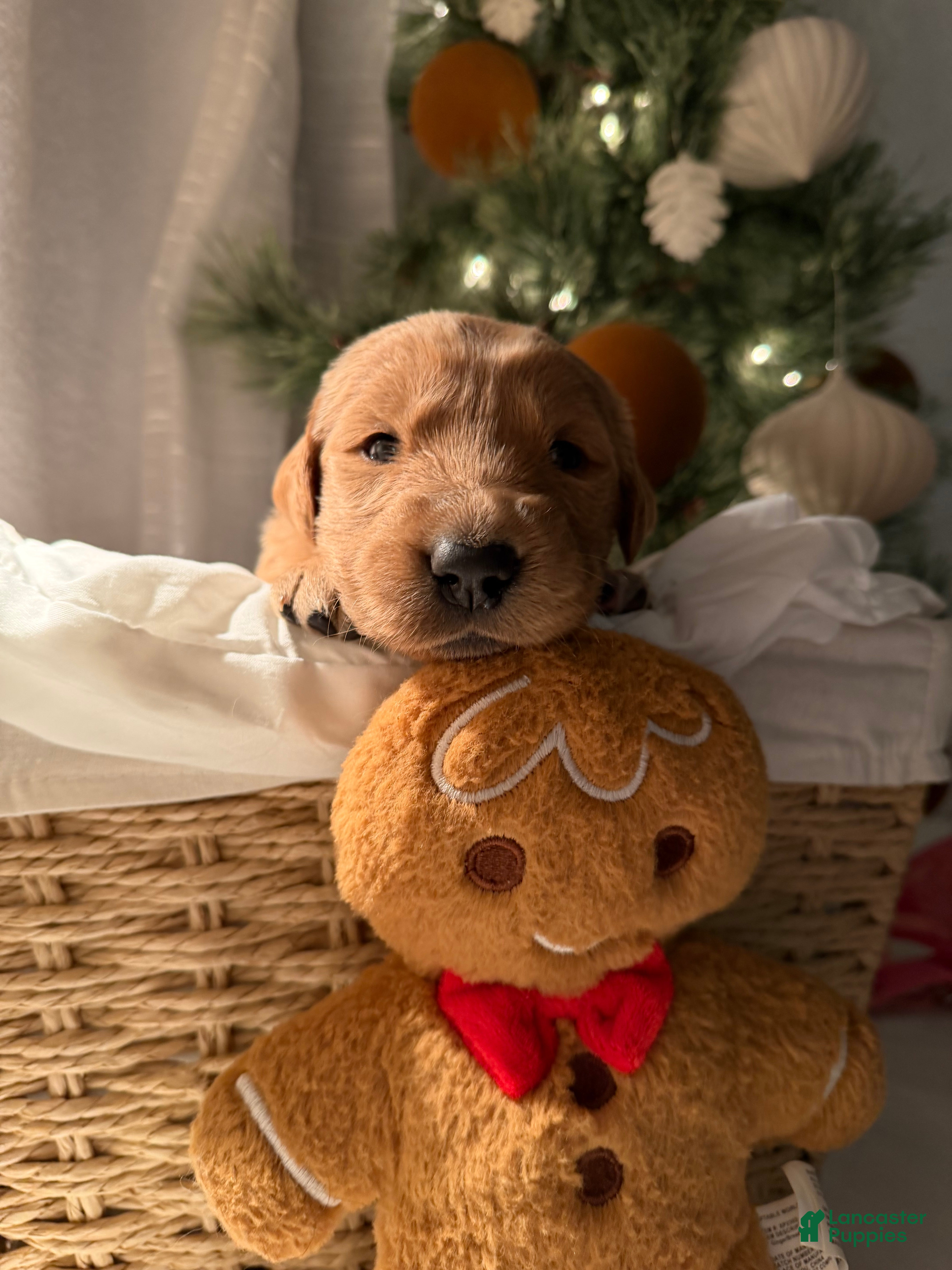 Golden Retriever dogs Noah - Ad 14