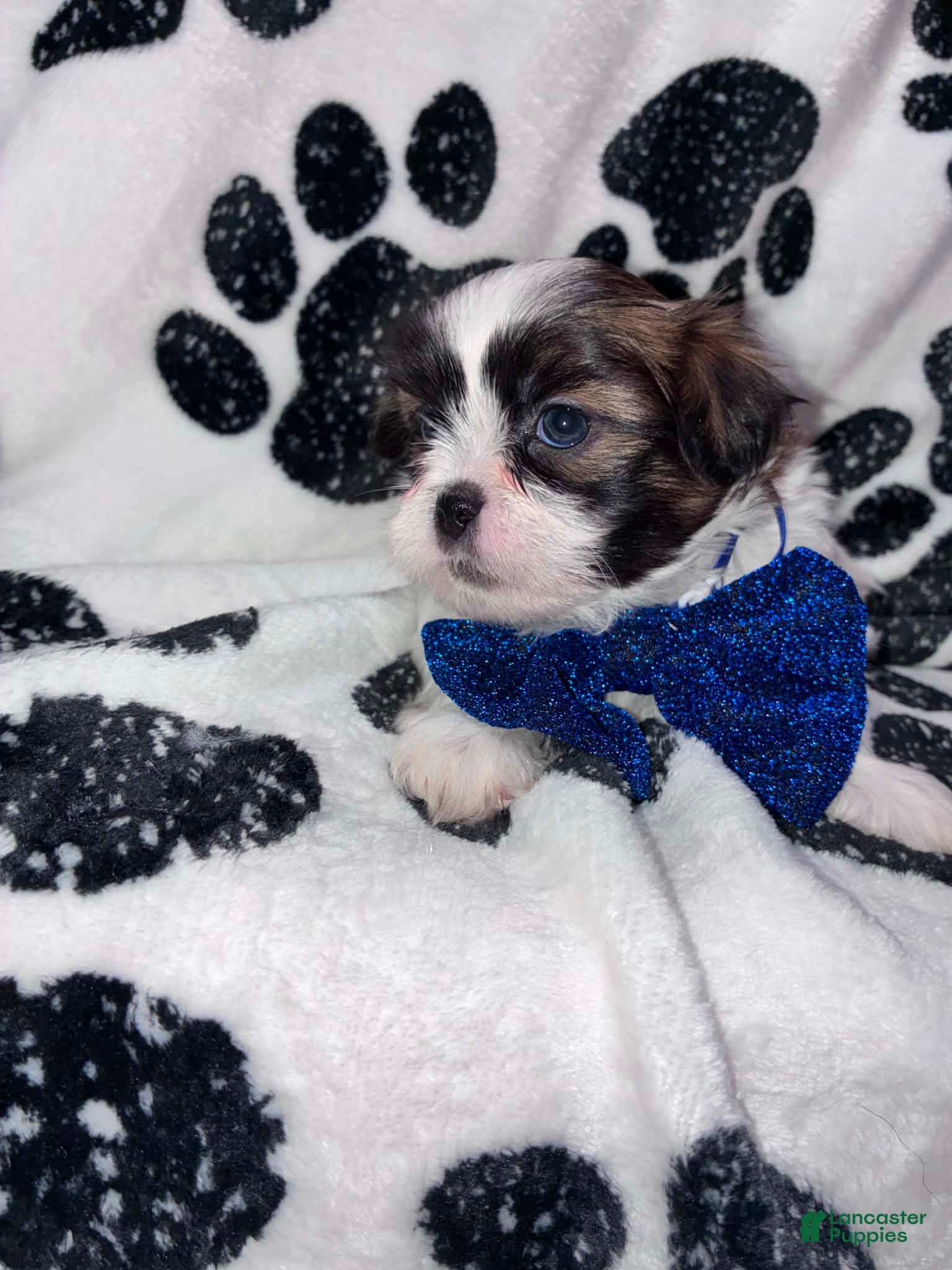 Shih Tzu dogs Nutmeg - Ad 2